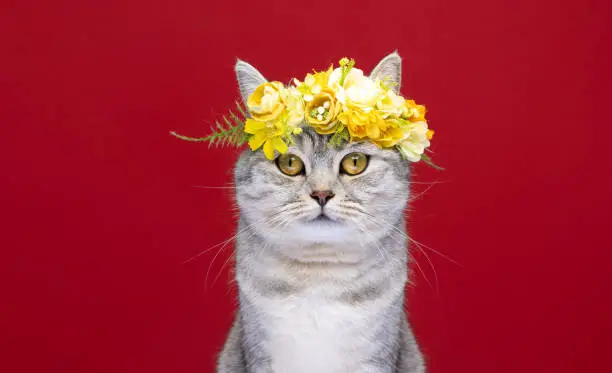 cute cat wearing flower crown with yellow blossoms looking at camera portrait on red background with copy space