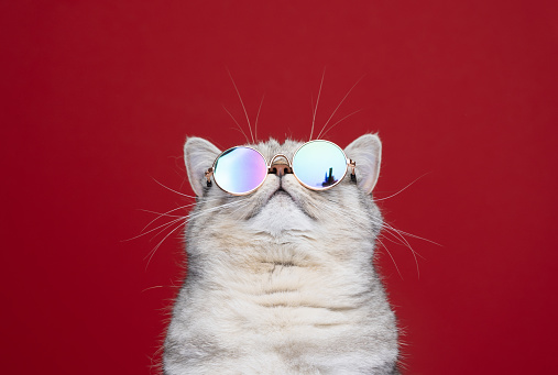 cool british shorthair cat wearing sunglasses looking up at copy space portrait on red background