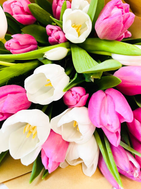 istock White and pink tulips. A spring blurring background with bright tulips vertically. Tulipa. Liliaceae family. Copy space, valentine, birthday, 8 march concept. 1372146313