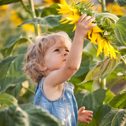 Beautiful child with sunflower in spring field