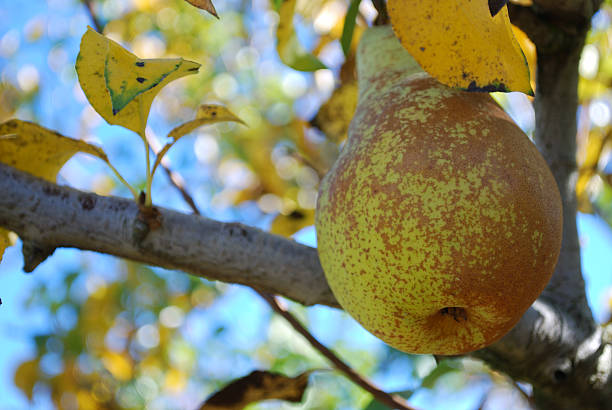 Pear on Tree, Autumn  conference pear stock pictures, royalty-free photos & images