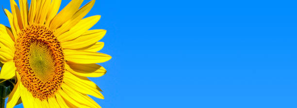 istock A blooming common sunflower against the blue sky. Web banner with copy space. 1372147898