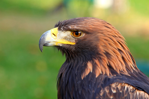 Golden Eagle Head Profile Close-Up
