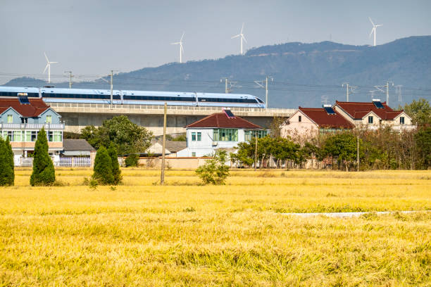 The high-speed railway drove over the golden rice fields