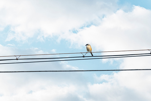 Birds standing on high-voltage power lines