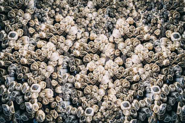 cracas na macro costeira. - barnacle - fotografias e filmes do acervo