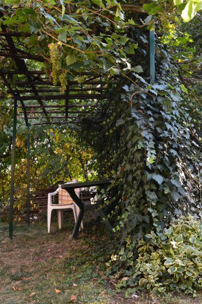 istock green seating area in the yard 1372149779