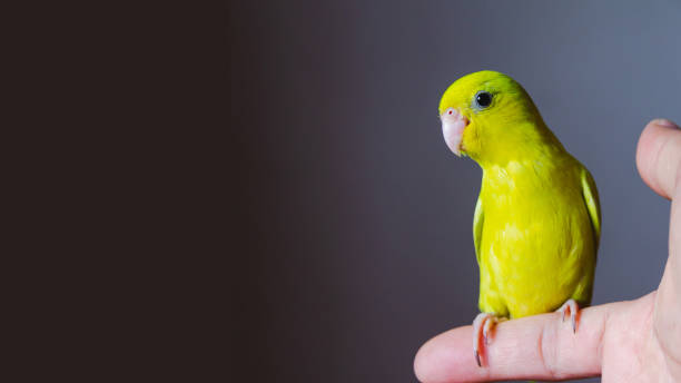 istock forpus parrot hold on human finger 1372150818