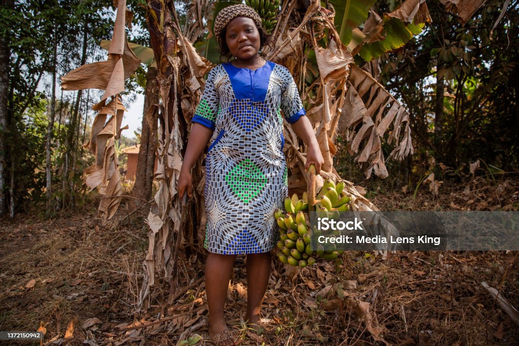 African farmer on a banana plantation cuts a bunch of bananas with an ax. Happy Female farmer at work Africa Stock Photo