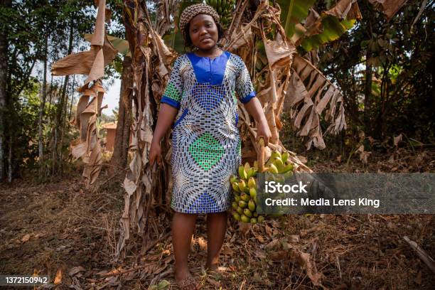 African Farmer On A Banana Plantation Cuts A Bunch Of Bananas With An Ax Happy Female Farmer At Work Stock Photo - Download Image Now