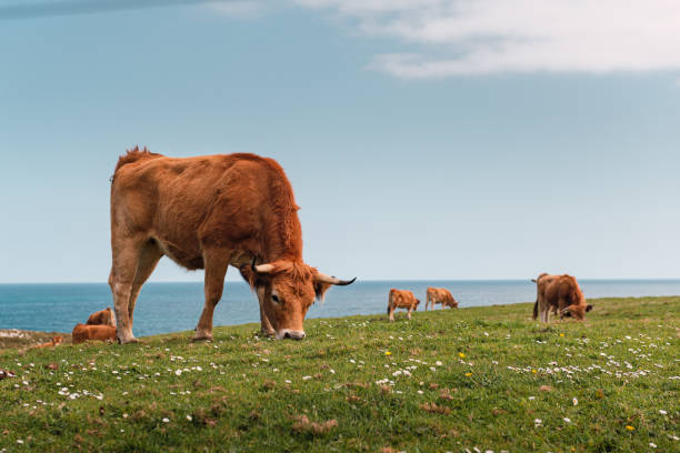 group of cows grazing