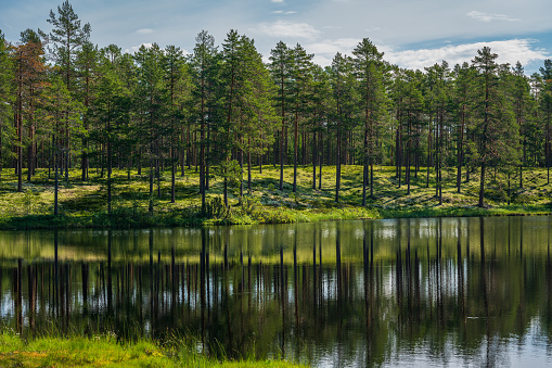 Beautiful summer view across a small lake or tarn in a pine forest in northern Sweden