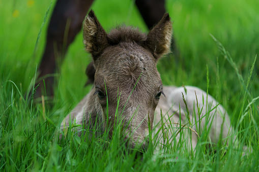 Low angle view of a newborn, only one-day-old Icelandic horse foal, lying in tall green grass looking at the camera