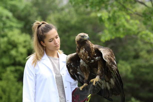 istock Vet with a golden eagle outdoors 1372152498