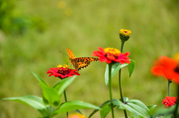 beautiful indian fritillary butterfly sitting on the flowers. colorful asian comma butterfly collecting honeys from the flower garden of common zinnia. - comma bildbanksfoton och bilder