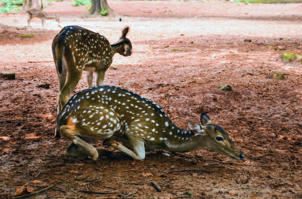 istock Visayan spotted deer or visayan deer standing up from the red muddy ground. Philippine spotted deer, Sri Lankan axis deer or Ceylon spotted deer resting on a hot day. 1372152575