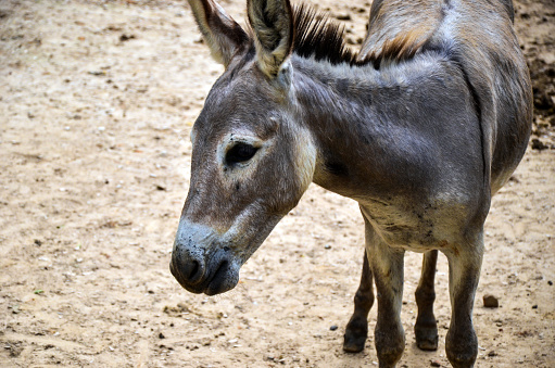 A cute donkey eating fresh green grass in a farm field