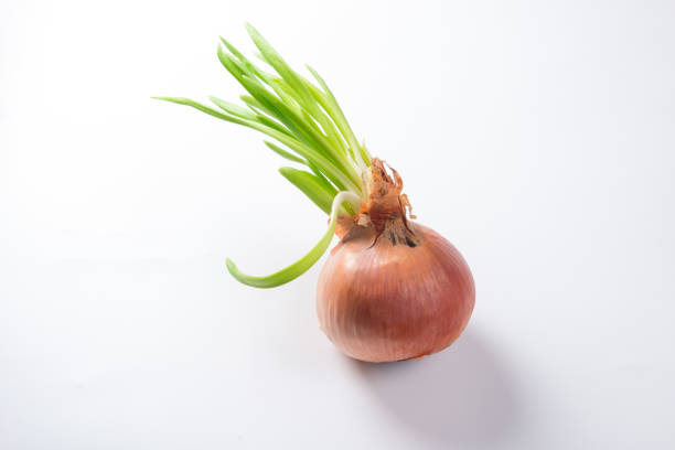 onions on a white background. Sprouted green feathers at the bulb