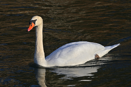 Mute swan floating on lake surface during sunset.Waterbird in pond and golden hour.Beautiful british nature.