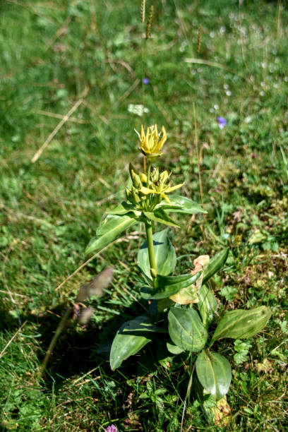istock Yellow mountain flower in summer 1372153842