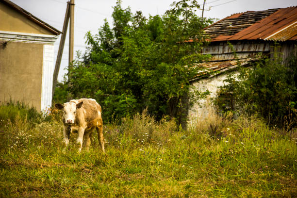 istock a young calf grazing at backyard 1372153897