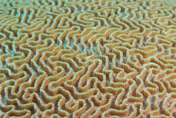 istock maze of brain coral 137215433