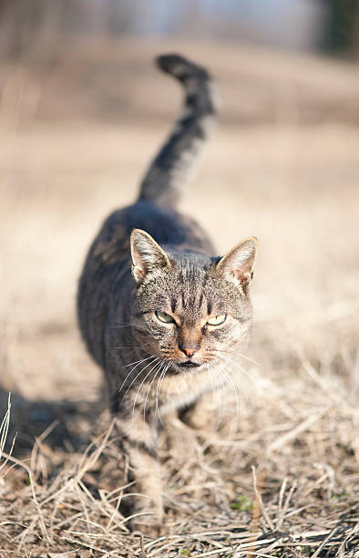 istock Cat walking at you on sunny morning 137215455