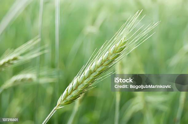 Foto de Trigo Integral e mais fotos de stock de Ajardinado - Ajardinado, Beleza natural - Natureza, Campo