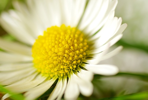 Daisies in close-up