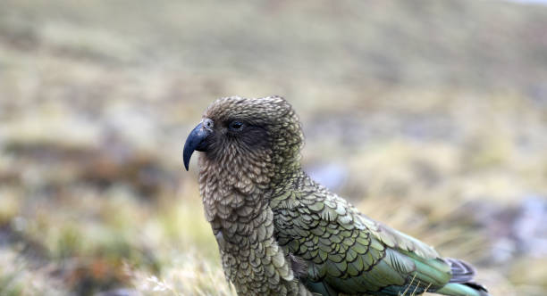 istock Kea Parrot New Zealand 1372155589
