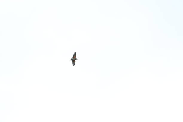istock Kea Parrot New Zealand 1372155684