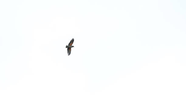 istock Kea Parrot New Zealand 1372155689