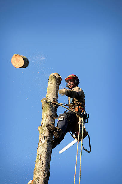 Arborist cutting tree An arborist cutting a tree with a chainsaw safety harness photos stock pictures, royalty-free photos & images
