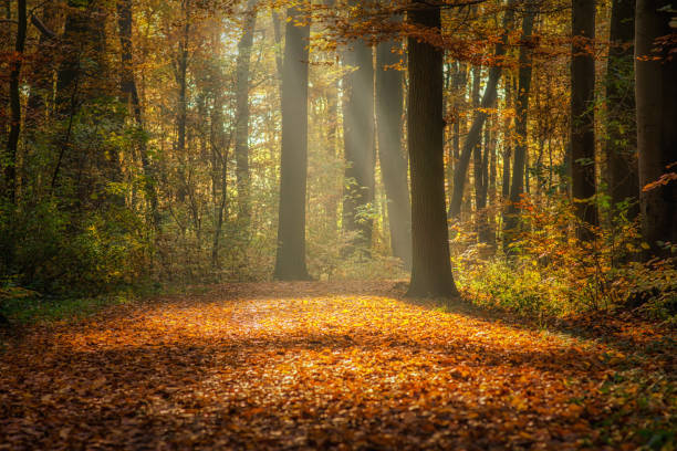 istock Sunbeams in autumn forest during early morning 1372157909