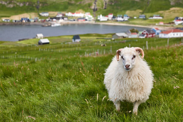 Sheep grazing on Faroe islands coastline. Green scenic landscape stock photo