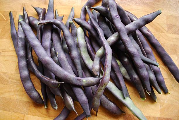 "royal burgundy'bohnen" - flageolet bean stock-fotos und bilder