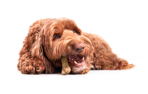 Female labradoodle dog with dental chew stick in mouth. White teeth and fangs visible. Concept for dental health treats for dogs. Selective focus.