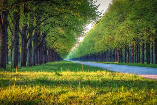 During early morning