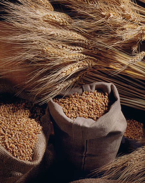 istock Grains and ears of wheat 137216019