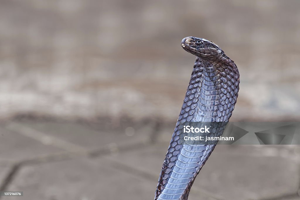 Cobra - Foto de stock de Animal libre de derechos