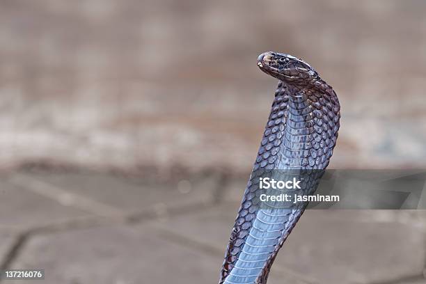 Cobra Foto de stock y más banco de imágenes de Animal - Animal, Atheris nitschei, Cabeza de animal