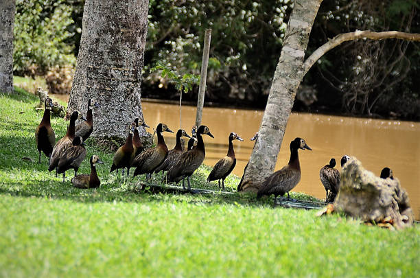 istock Ducks Dendrocygna viduata in shadow watching lake 1372161696