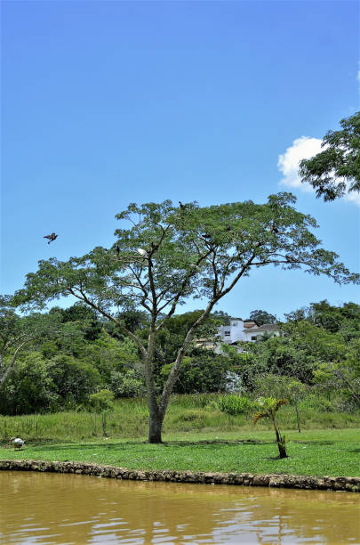 The doves inns on the lake and the muddy water and nature on sunny day