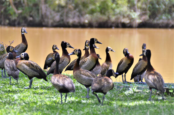 istock Several ducks Dendrocygna viduata in shadow 1372161726