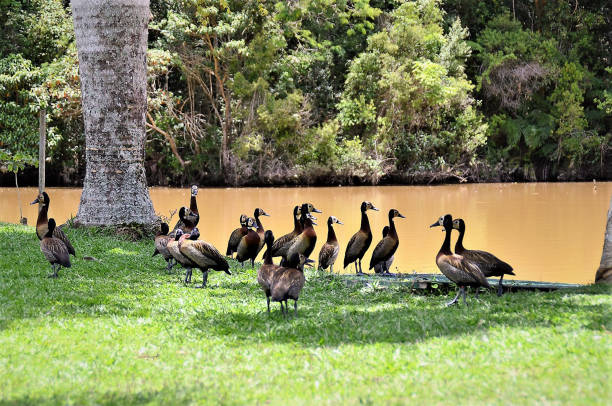 istock Ducks Dendrocygna viduata on the lakeside 1372161729