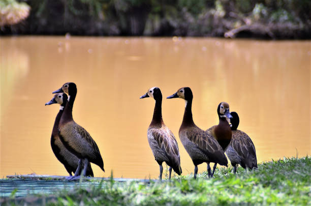 Graceful ducks Dendrocygna viduata on the lakeside