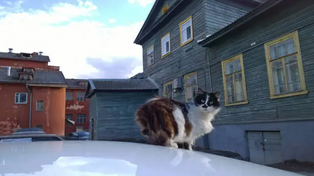 Cute fluffy tricolor scared homeless cat on car roof on old building background. Animal protection and saving lives concept. Street. Healthy animals.