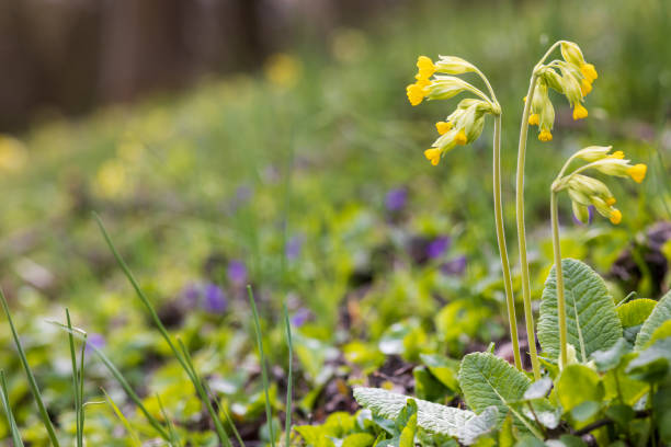 Primula veris, the cowslip, common cowslip, or cowslip primrose (syn. Primula officinalis Hill), is a herbaceous perennial flowering plant in the primrose family Primulaceae.