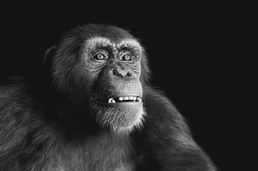 Chimpanzee monkey portrait on black background