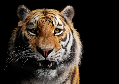 Tiger portrait on black in studio